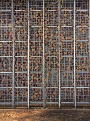 close up of acorns in bed
